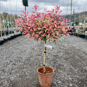 Červienka fraserova (Photinia fraseri) ´PINK MARBLE´ - výška 60-80 cm, kont. C7L  - NA KMIENKU 